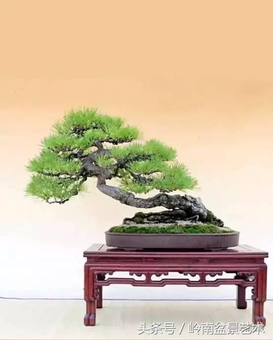品读千年,松树盆景,始终是心中的至爱!
