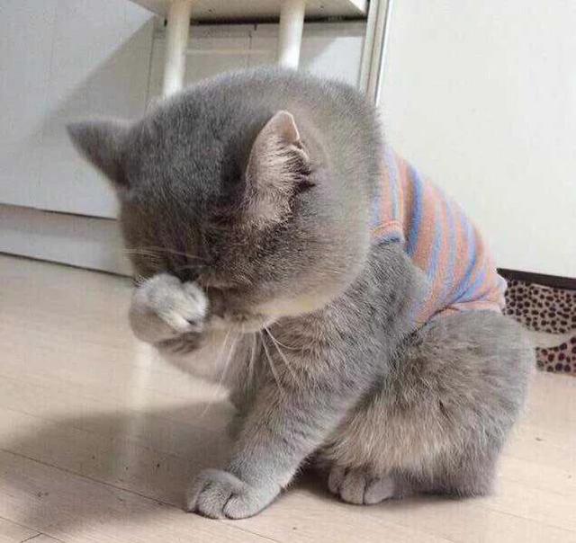 铲屎官手贱调戏了一下猫咪,挨揍的却是可怜的汪星人