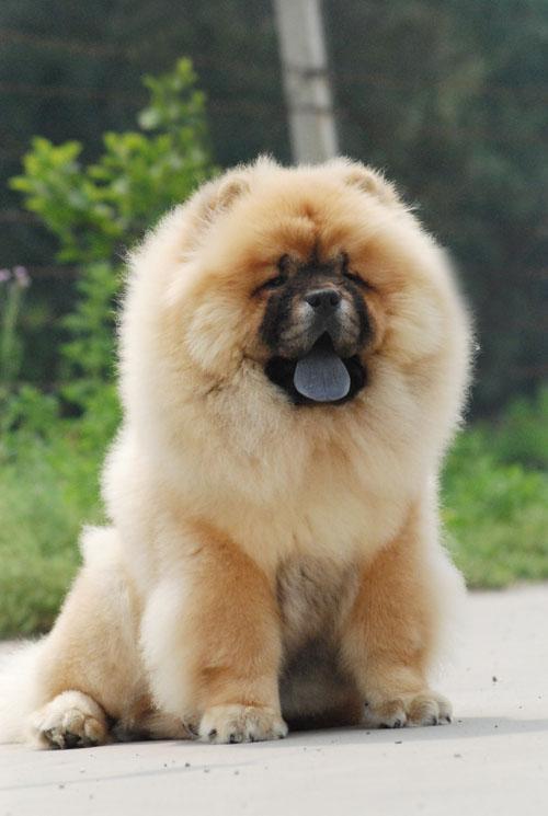 毛茸茸的松狮犬