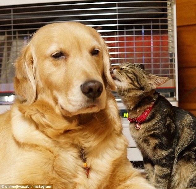 温柔的金毛给小奶猫当爸爸,猫长大后狗也继续宠溺这个女儿