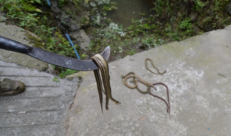 男子将蛇砍成两半后,刚过30分钟,男子回头一看一幕泪流不止