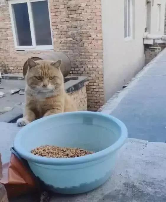 橘猫表示我这么胖,真的不是我的锅,你看看我的饭盆就知道了!