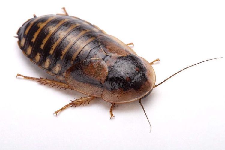 人类不吃不喝只能活7天蟑螂能活3个星期已成家庭头号害虫