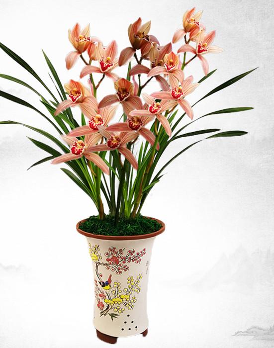 不可多得的兰花铭品,被誉为花中美女,香气醇正,漂亮又好养