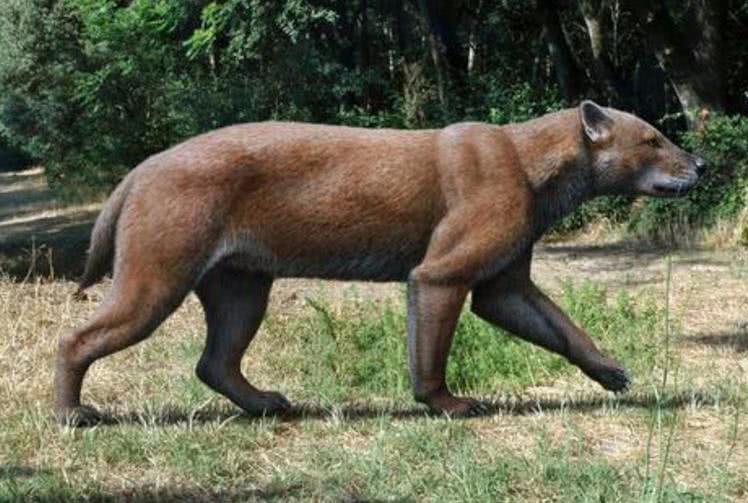 半熊,半熊属是属于半狗科半狗亚科的一个属,是一种已灭绝像熊又像狗的