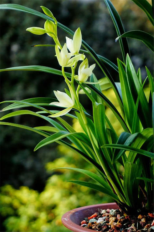 养兰花分期浇水壮芽蹭蹭冒兰花娇艳艳开品好