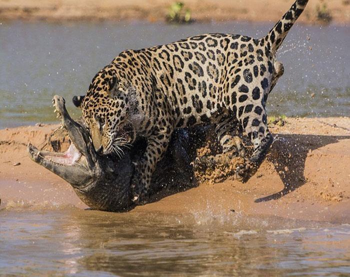 凶猛的美洲豹捕食鳄鱼, 拖着那么大鳄鱼还能游泳?
