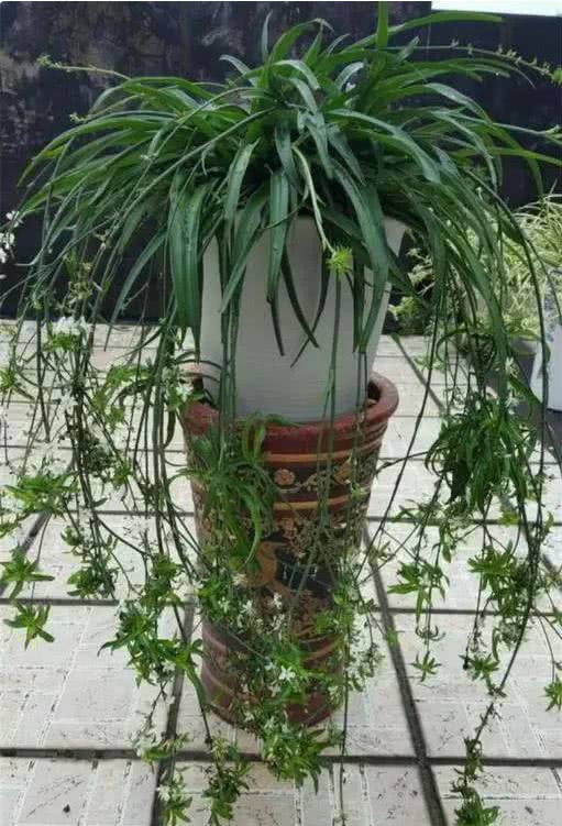 "吊兰"迟迟不垂盆?多喝一种"万能液体",吊兰"呼呼"抽藤!