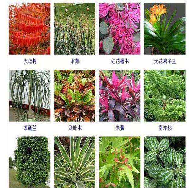 大叶植物名称图片