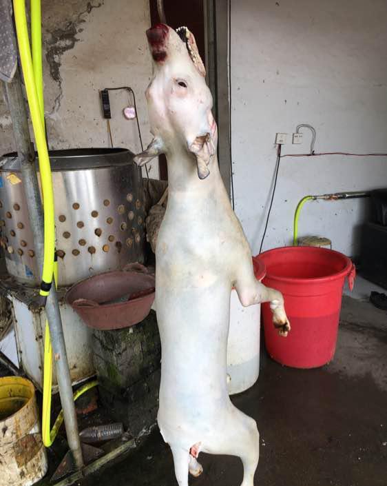 喜欢吃和想吃狗肉的朋友来看看