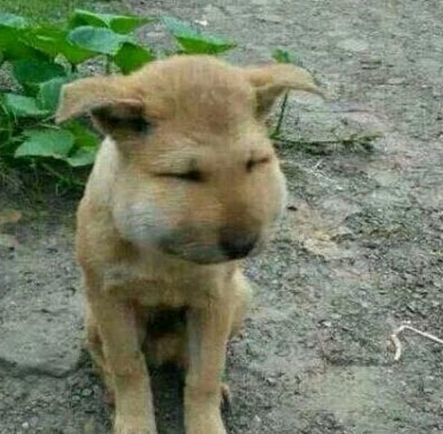 一只狗狗腮帮子特别的肿,主人知道原因之后,笑到鱼尾纹都出来了