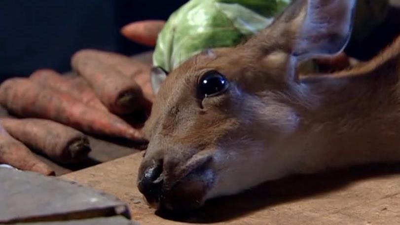 猎人要杀小獐子,不料小獐子已经成精,猎人倒霉了