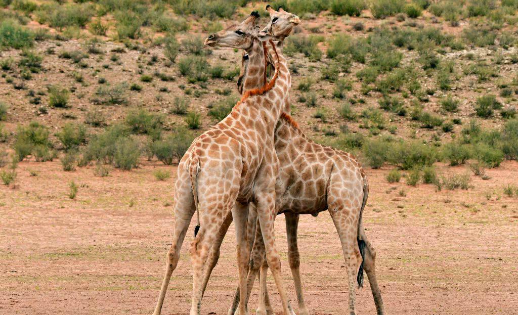 脖子缠绕式拥抱 长颈鹿特有的亲密方式?