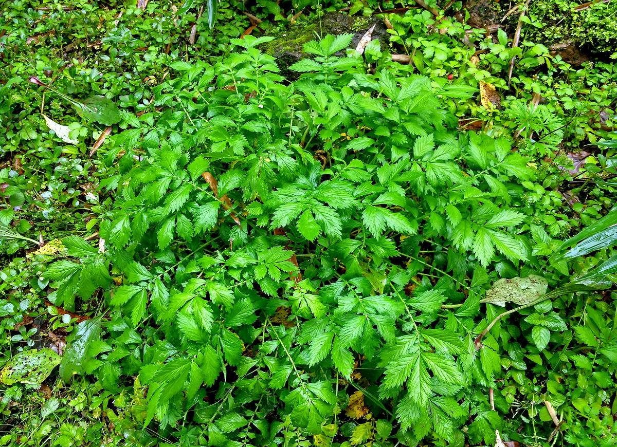 农村里常见野草,曾是穷苦人充饥野菜,如今一斤10元成稀罕货