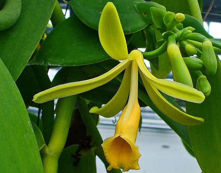 香草|香荚兰|一公斤_新浪新闻