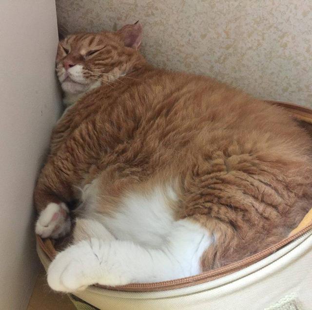 云宠:橘猫害怕减肥躲角落里,看着主人:瘦脸成功就别减肥了吧