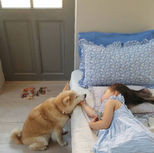 这个3岁女孩和一条狗,突然就这样暖遍全球!|哥哥|妹妹|柴犬_新浪新闻