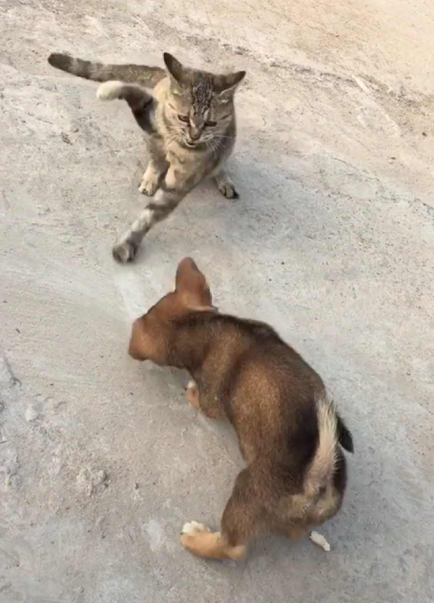 田园犬小奶狗大战狸花猫猫咪惨败落荒而逃狗狗开心地笑出声