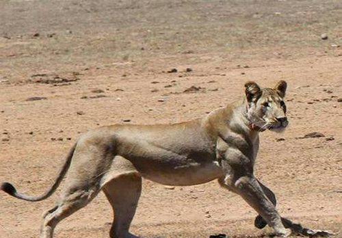 银背大猩猩,虽然长期吃素,但肌肉不属于猎豹,这体格身材连狮子老虎见