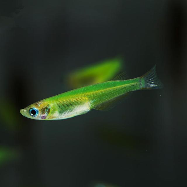 几大养不死的鱼儿推荐!