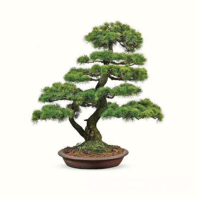 五针松盆景怎么养平时注意哪些细节姿态翠丽清雅
