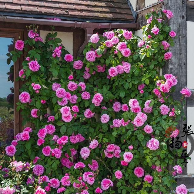 家里有空地的话,一定要种上这样的花墙,随便扔地上就能活|花苗|爬藤