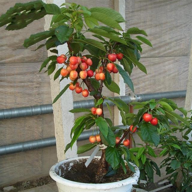 好养活,结的又多又甜,吃不完|盆栽|车厘子|水果_新浪新闻