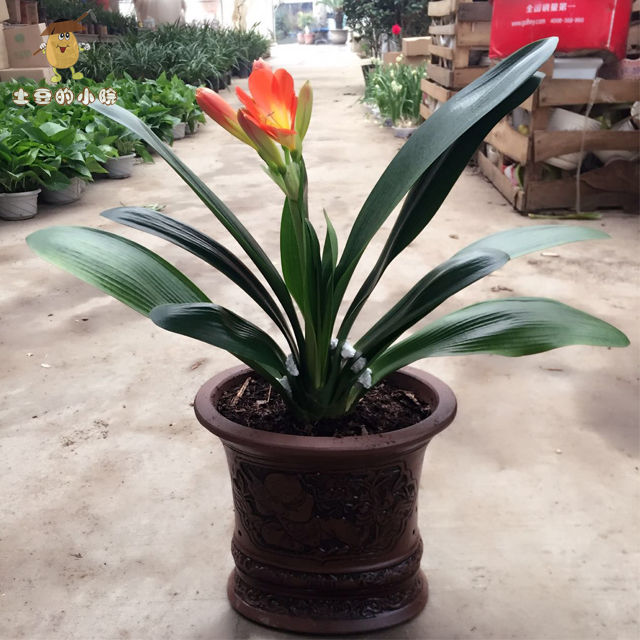 6种常青花一年四季都能养叶子比花还好看寓意招财进宝