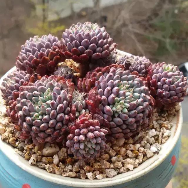 家种的多肉都爆盆了美呆了