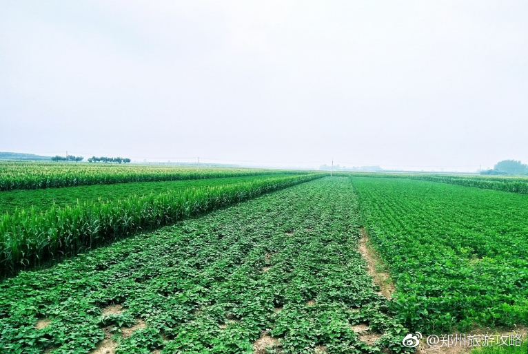 农村纪实田间地头