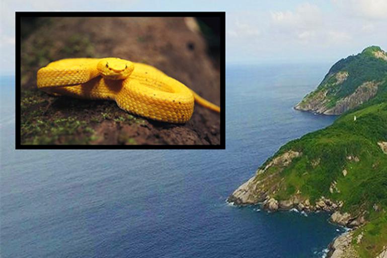 43万条蛇占领小岛每平方米就有1条蛇当地人都不敢踏入