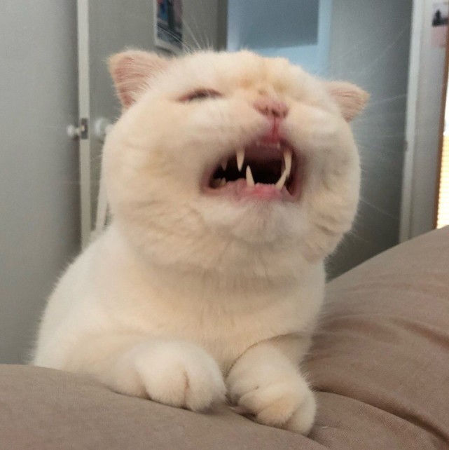 被一只猫咪“打哈欠”给萌到了,网友:这就是我想养的猫啊!|猫咪|猫|萌到_新浪新闻