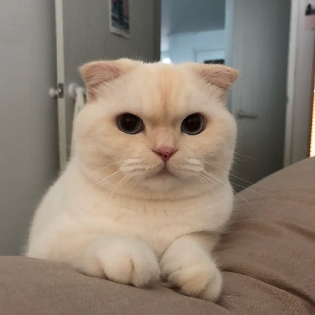 被一只猫咪打哈欠给萌到了网友这就是我想养的猫啊