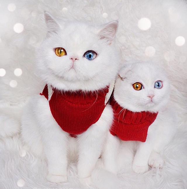 你们的眼里是有星辰和大海吗?这两只拥有异色瞳的猫咪太美了!