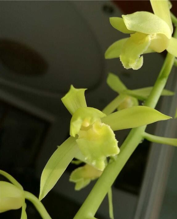 蕙兰素心开花了香喷喷