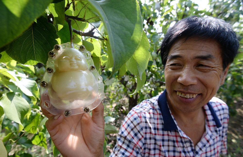 邯郸梨园现人参果每个售价15元网友想尝鲜想长生不老