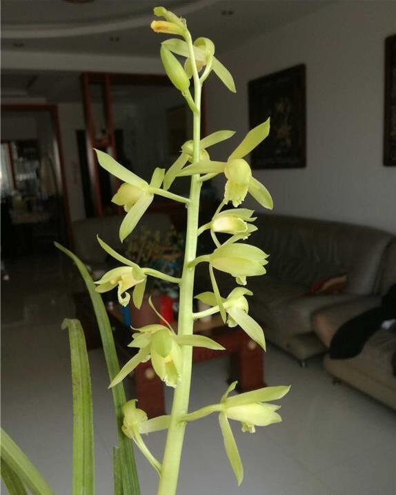 蕙兰素心开花了香喷喷