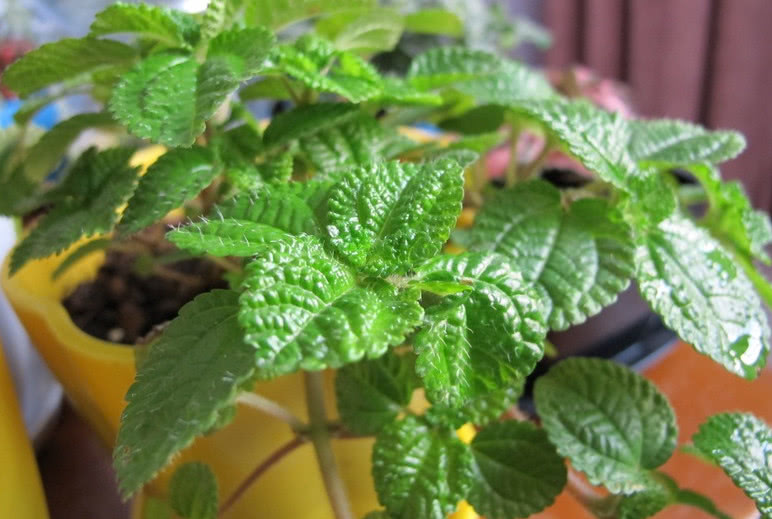 皱叶薄荷吊兰吸甲醛的效果非常好,在8-10平方米的小范围内,相当于空气