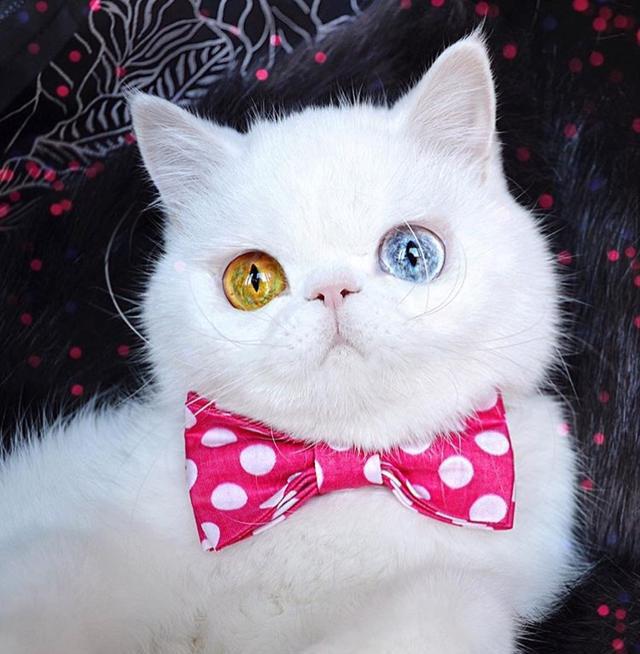 你们的眼里是有星辰和大海吗?这两只拥有异色瞳的猫咪太美了!