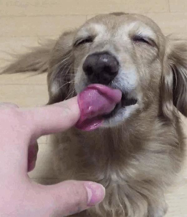 金毛吃了一口棉花糖,幸福之情都写脸上了,意犹未尽啊!