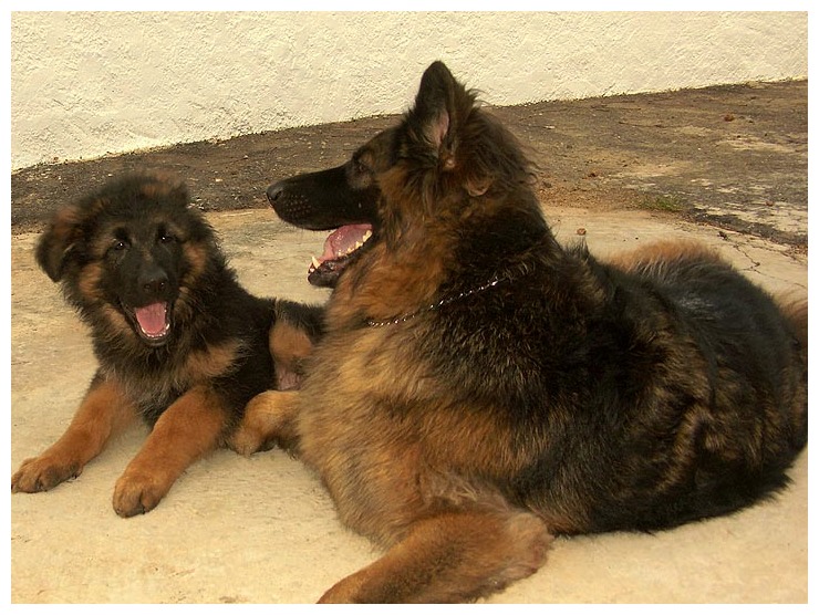 24亿有独栋别墅,王思聪家的只算是保姆级|王思聪|冈瑟|伯爵_新浪新闻