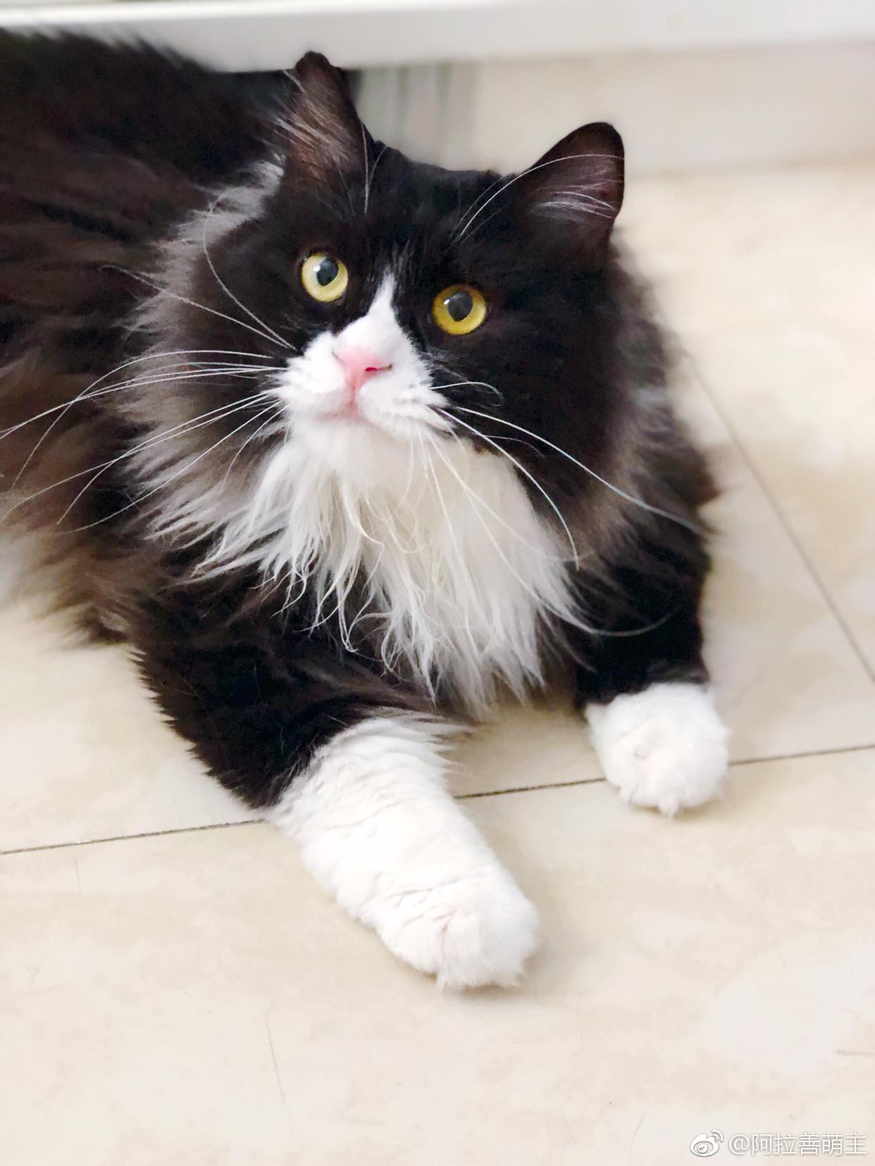 威风凛凛的胖警长猫