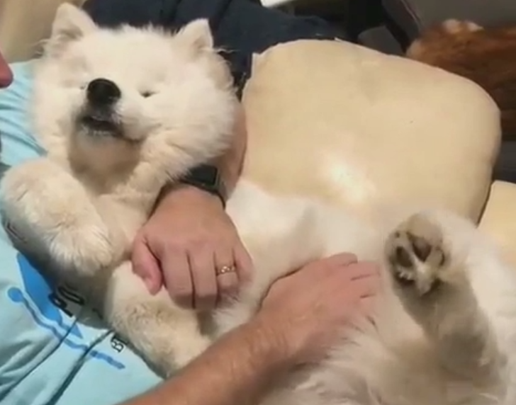 狗子被主人抱在怀中它一脸享受的表情萌化了狗子羡慕吧