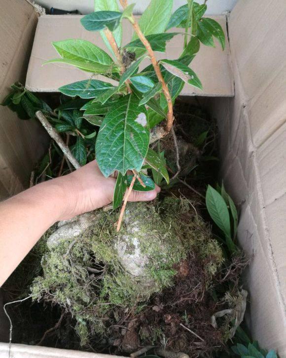 造型奇特的树萝卜,种植一棵很具有观赏性的,树萝卜种植要点