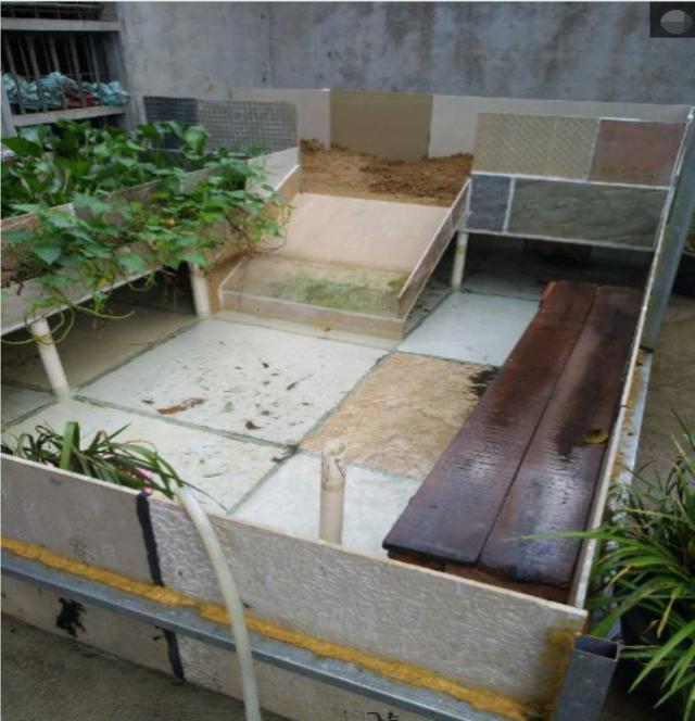 养一只龟养了十年,窝都给它换了几个,一个比一个要好|龟|乌龟|山龟