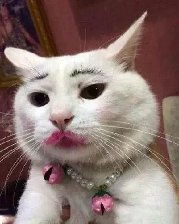 说到底,在给猫咪化妆的时候,千万别把人的审美标准强加到猫咪的身上.