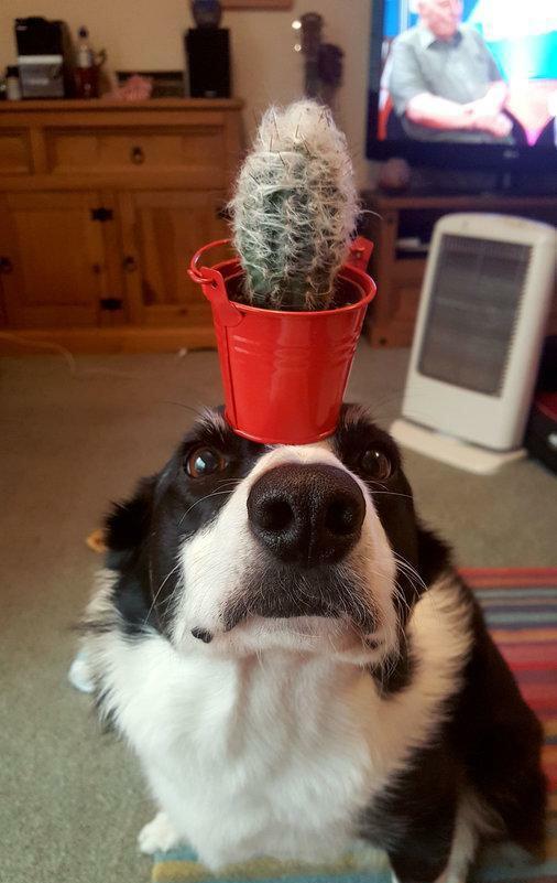 平衡感超强的小狗狗,头上顶着两个橘子走路依然稳稳妥妥的