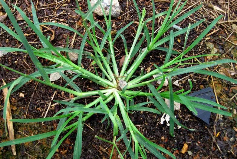 潮汕田地里的这种杂草,如今一斤卖20元!