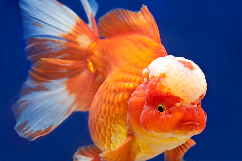 一直觉得金鱼的头部是个神奇的构造