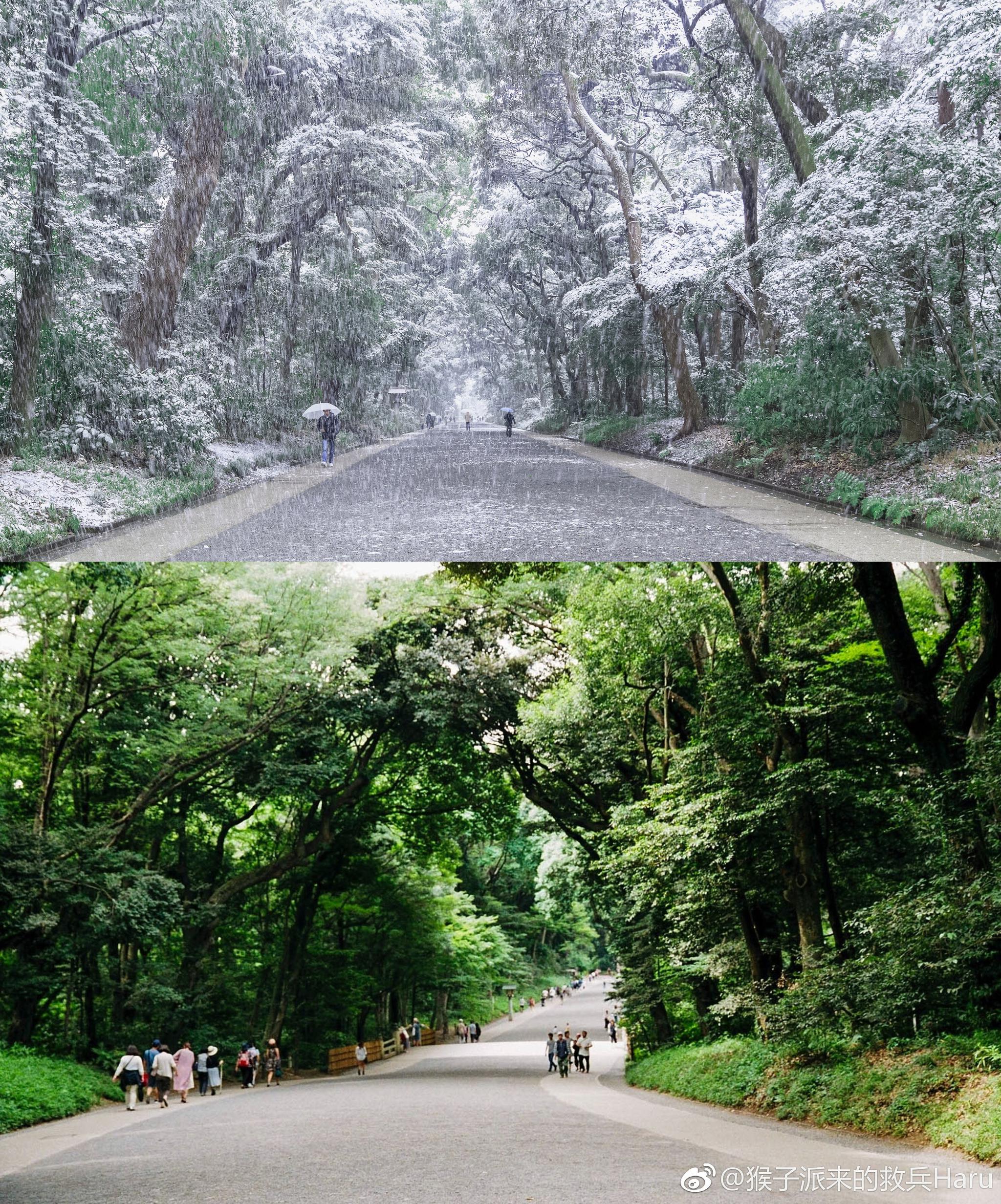 冬与夏:@猴子派来的救兵haru